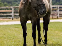 Horse (M), Quarter Horse — photo 8