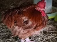 Chickens — foto 3