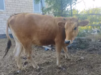 Cow, Caucasian Brown Cow — photo 4