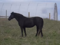 Yegua, Black Sea breed — foto 4