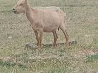 Ямааны ухна, Alpine goat — 1 зураг