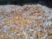 Продаю кукуруза 🌽 Пионер сухой,1кг по 13сом адрес КАРА Балта,40тонна — الصورة 3