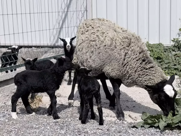 نعجة, Romanov sheep