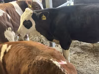 Үхэр (бүлэг, хүйс заагаагүй), Simmental cattle — 4 зураг