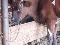 母牛, Cattle — 照片 2
