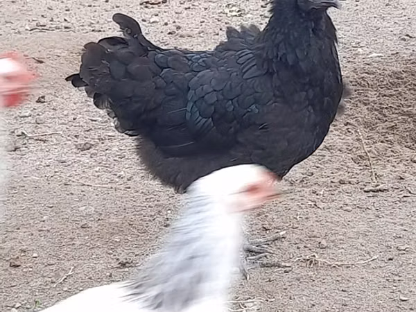 Australian Pit Game fowl