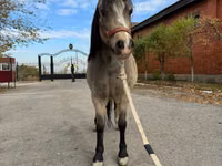 Stute, Welsh Mountain Pony — Foto 4