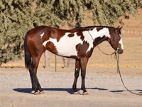 Азаргагүй морь, National Show Horse — 2 зураг