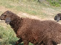 Schafe (Partie, Geschlecht nicht angegeben), Jaidara sheep — Foto 4