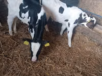 Bull, Russian Black pied cattle — photo 1