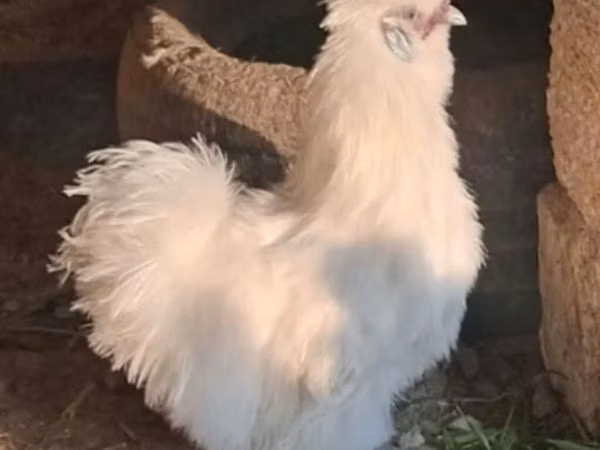 Seidenhuhn