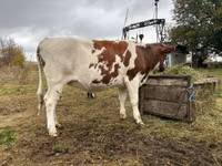 Үнээ, Russian Black pied cattle — 3 зураг