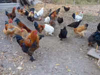 Chickens — الصورة 3