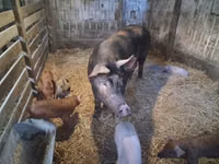 Säue, Schweine — Foto 1