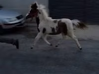 Yegua, Caballos — foto 2
