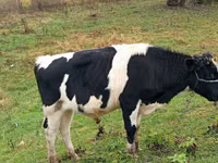 ثور, Russian Black pied cattle — الصورة 3
