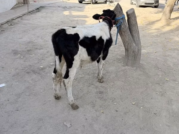 Toro, Russian Black pied cattle