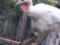 Turkeys — الصورة 1