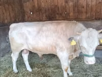 Bulle, Simmental cattle — Foto 1