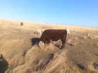 Bull, Swiss cattle — photo 1