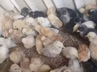 Chickens — फ़ोटो 1