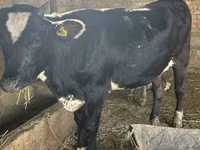 गाय, Swiss cattle — फ़ोटो 1