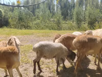 Ram, Afghan Arabi sheep — photo 6