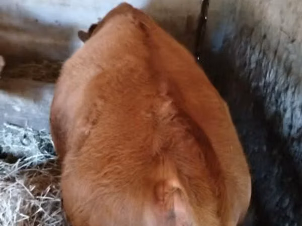 公牛, Limousin cow