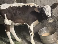بقرة, Latvian Blue cattle — الصورة 2