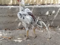 Chickens — photo 2