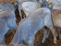 أبقار (دفعة، الجنس غير محدد), Simmental cattle — الصورة 3