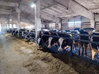 Үнээ, Russian Black pied cattle — 3 зураг