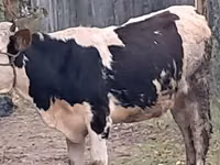 Bulle, Simmental cattle — Foto 2