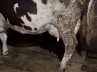 母牛, Russian Black pied cattle — 照片 6