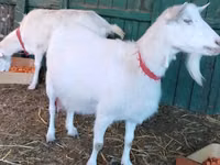 Goat, Saanen goat — photo 3
