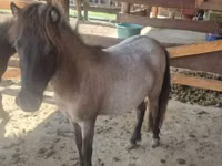 Азаргагүй морь, Shetland Pony — 6 зураг