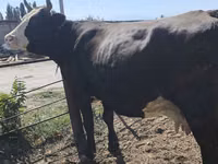母牛, Russian Black pied cattle — 照片 4