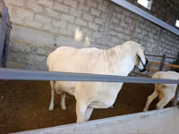 Ram, Rhon sheep — photo 2