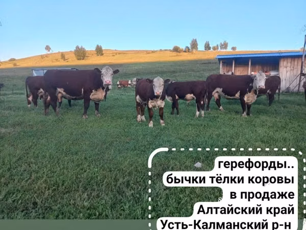 Үнээ, Герефорд