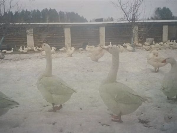 Geese