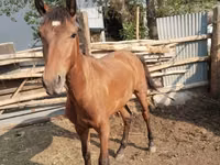 घोड़ा, Thoroughbred horse — फ़ोटो 5