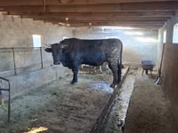 ثور, Swiss cattle — الصورة 4