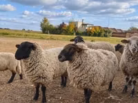 Хуц, Suffolk sheep — 1 зураг