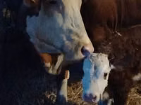 Bulle, Limousin-Kuh — Foto 6