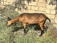 बकरी, Alpine goat — फ़ोटो 1