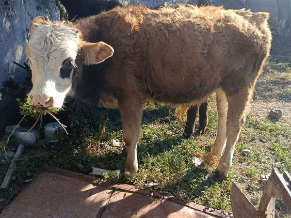 ثور, Simmental cattle