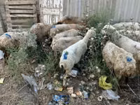 Carnero, Ovejas — foto 4