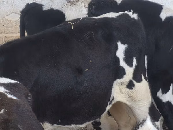 Bulle, Russian Black pied cattle