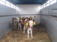 Bulle, Simmental cattle — Foto 3