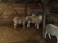 Хуц, Ile-de-France sheep — 2 зураг